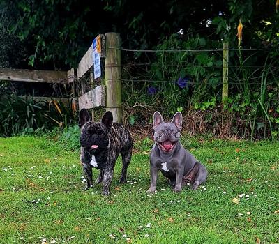 image of french bulldog pupies