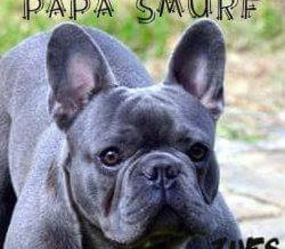 image of Purebred French Bulldog Stud